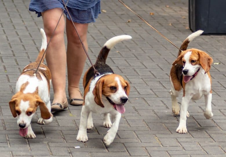 Gruppe von Beagle-Hunden, die auf der Straße spazieren gehen