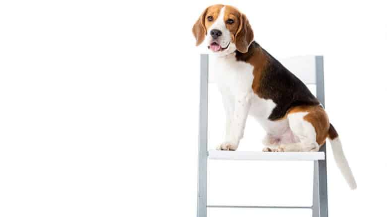 Porträt eines Beagle-Hundes, der auf dem Stuhl sitzt
