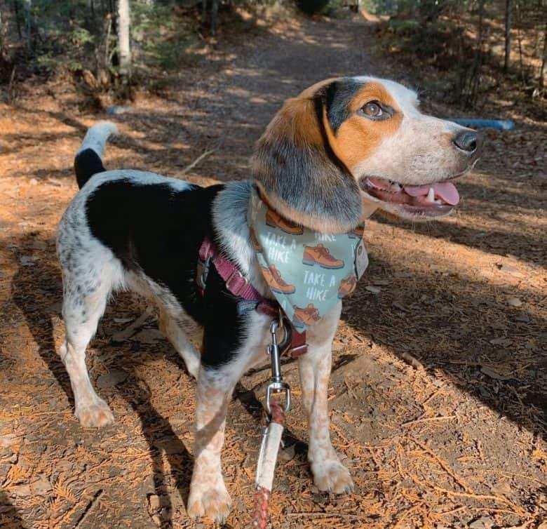 Schwarzbraun und blau tick Beagle Hundeporträt