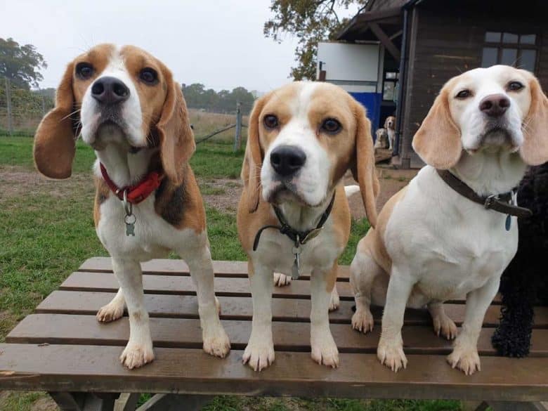 Drei Beagle-Hunde oben auf der Holzbank