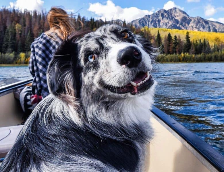 Happy Blue Merle Australian Shepherd Hund auf einem Boot reiten