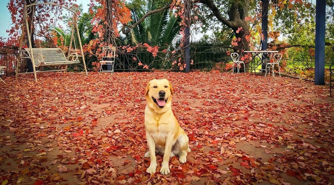 Labrador Retriever sitting in the outdoor patio full of red leaves