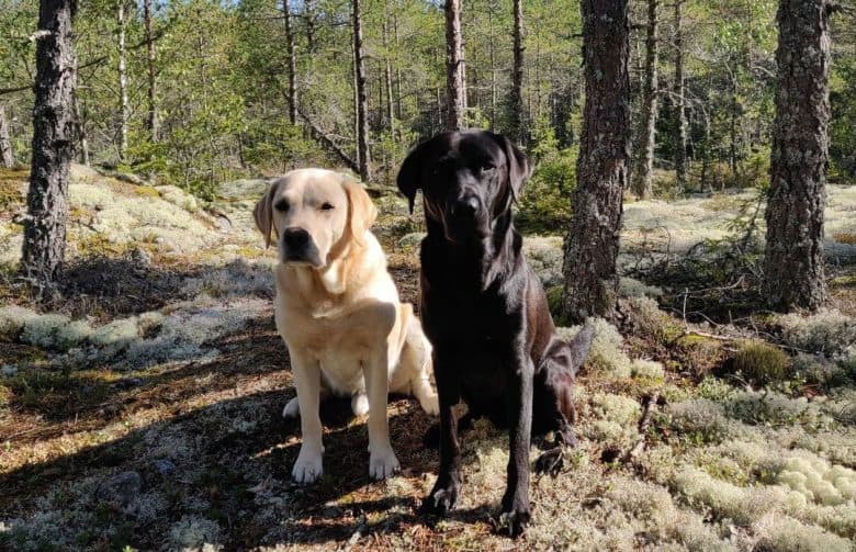 Gelbe und schwarze amerikanische Labrador-Hunde