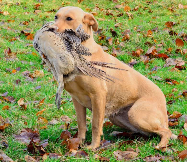 Amerikanischer Labrador jagt Fasan