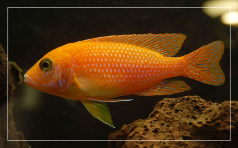 10 Orange Süßwasser-Aquarienfische