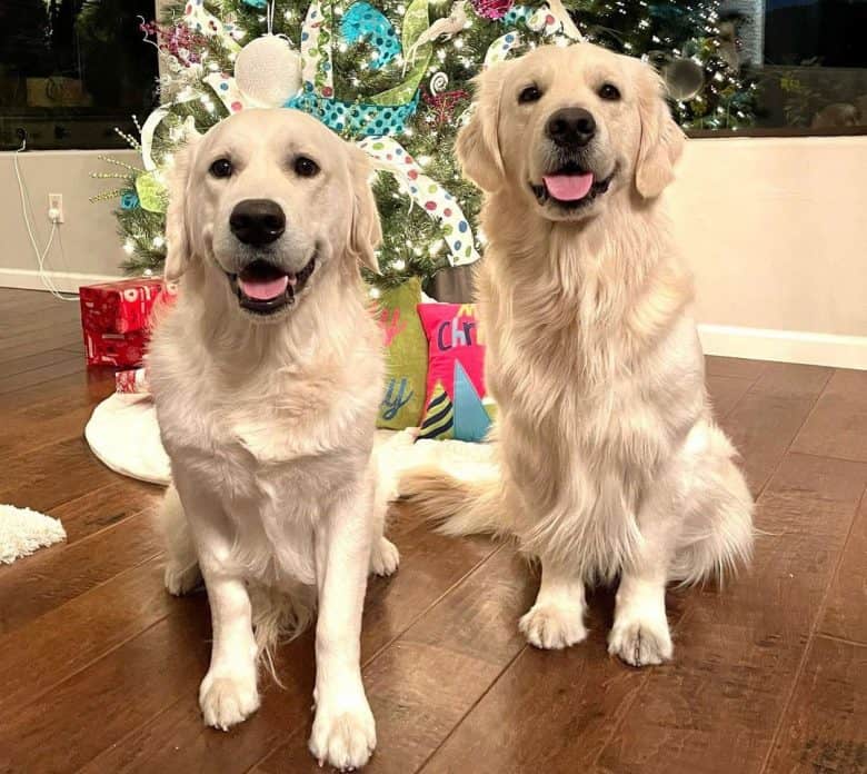 Zwei Golden Retriever sitzen am Weihnachtsbaum