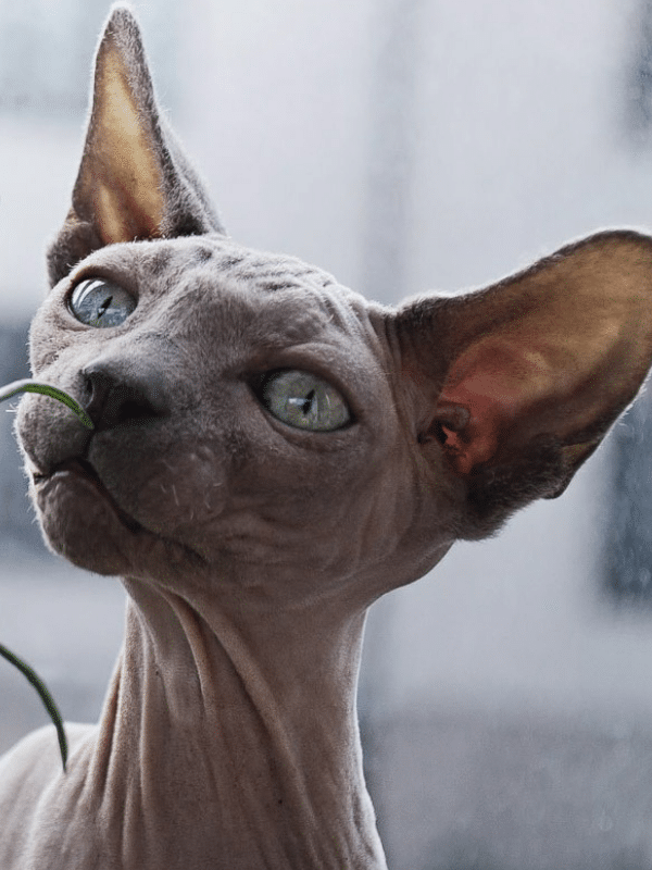 Graue Sphynx Katze mit grünen Augen