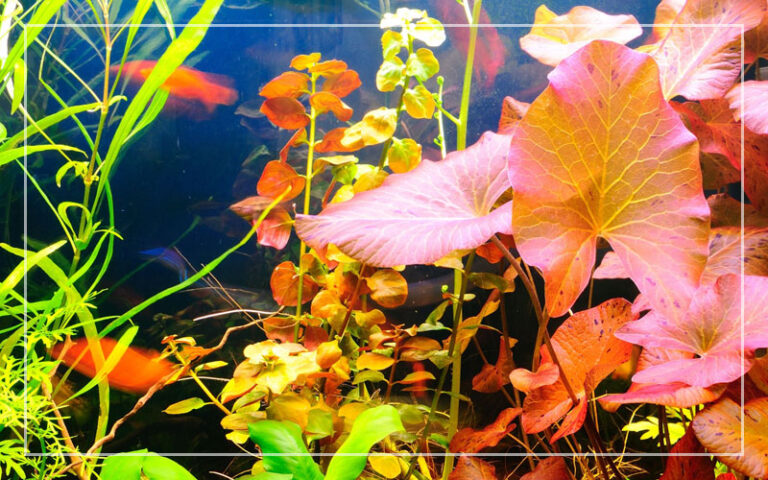20 rote Aquarienpflanzen für Süßwasserbecken