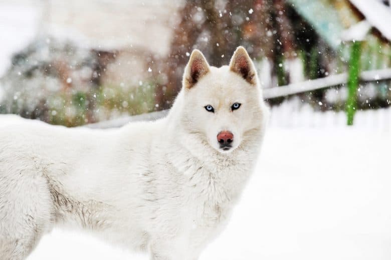 Ein ernsthafter White Siberian Husky im Freien