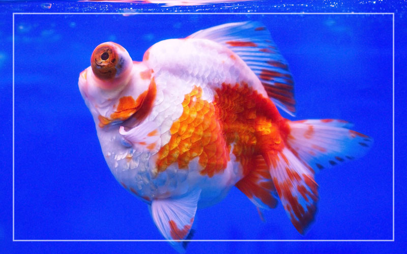 4 erstaunliche Goldfisch-Weltrekorde