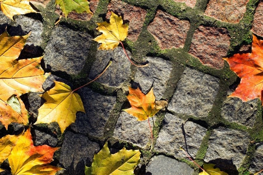 5 Effective Ways to Keep Leaves Off of Your Patio