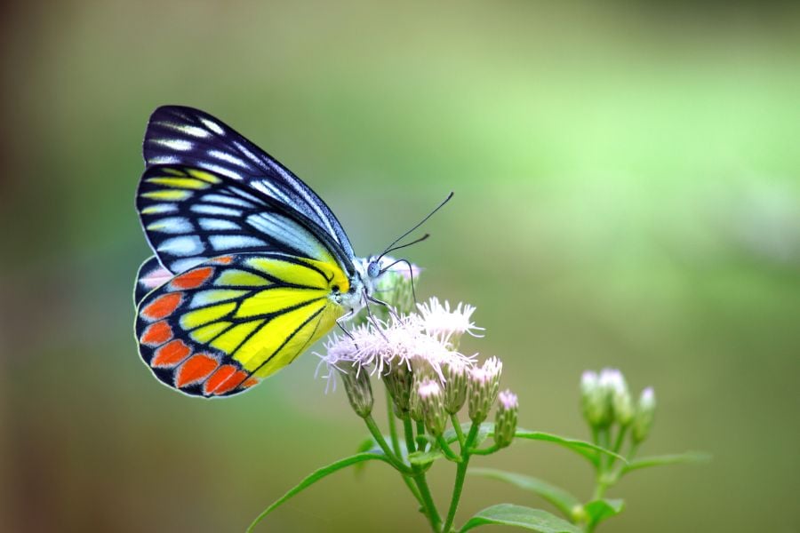 5 Crucial Things Butterflies Need to Survive