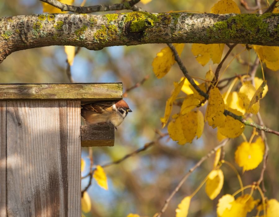 6 Simple Ways to Attract Sparrows to a Birdhouse