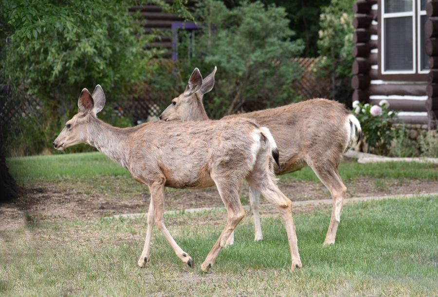 6 Simple Ways to Attract More Deer to Your Yard