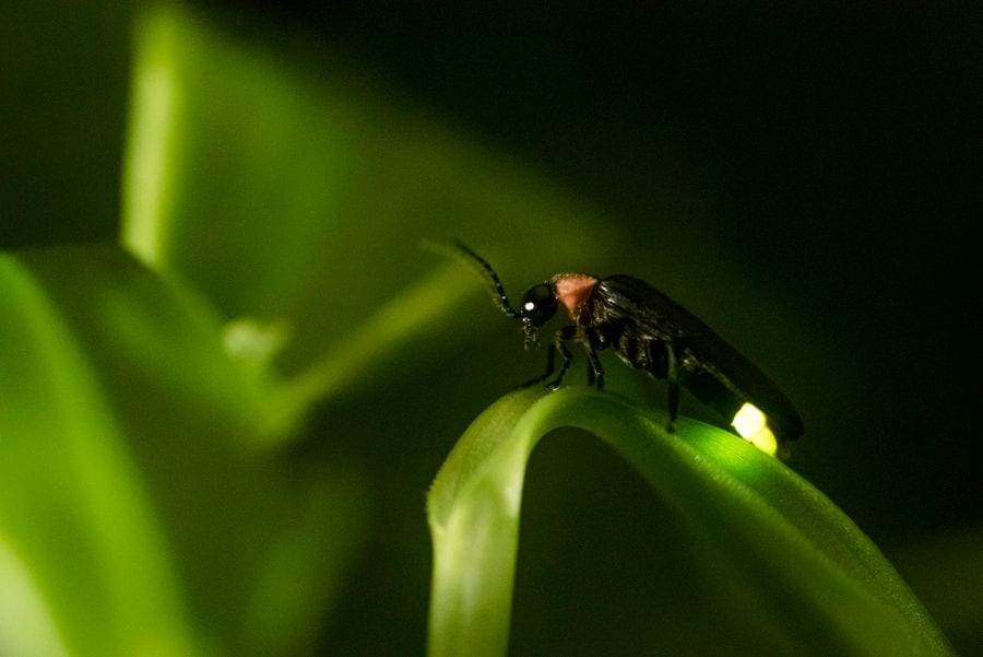 7 Surefire Ways to Attract Lightning Bugs to Your Yard