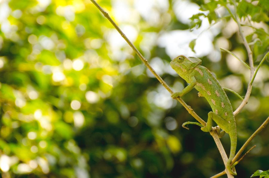 8 Effective Ways to Get Rid of Chameleons in Your Yard