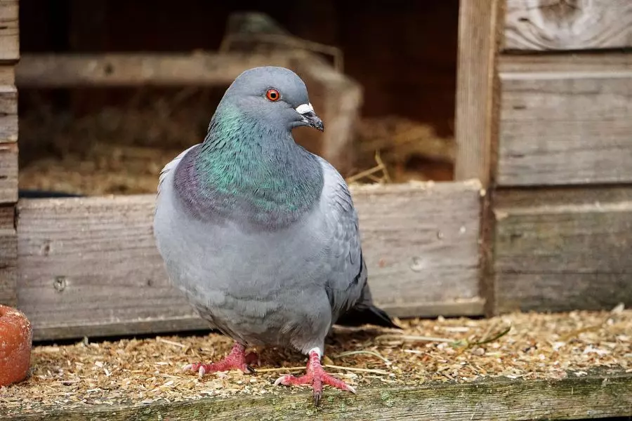 8 Simple Ways to Get Rid of Pigeons in Your Barn