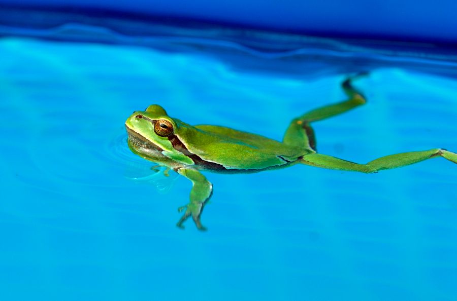 Frosch schwimmt im Pool