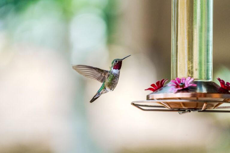 8 todsichere Möglichkeiten, Kolibris auf Ihren Balkon zu locken