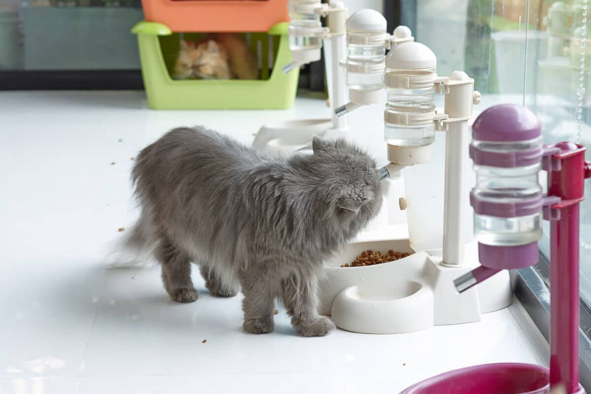 Kätzchen bekommt Futter aus einem Spender