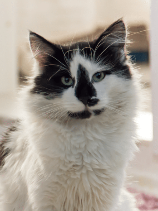 Geschichten Tuxedo Cat