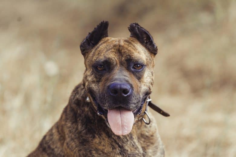 Porträt von Spanischer Alano Hund