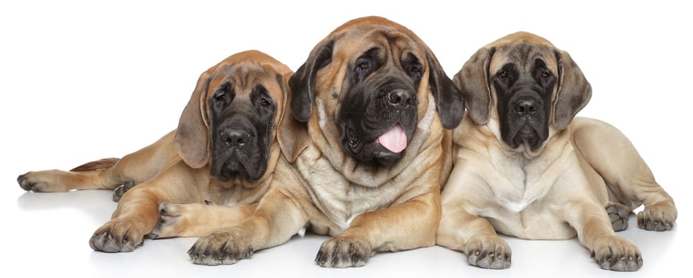Drei englische Mastiff-Hunde