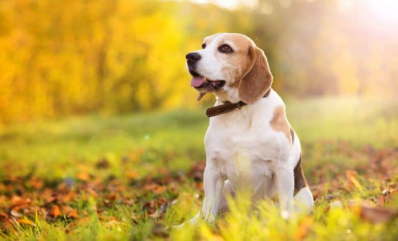 Beagle-Hund sitzt auf der Natur