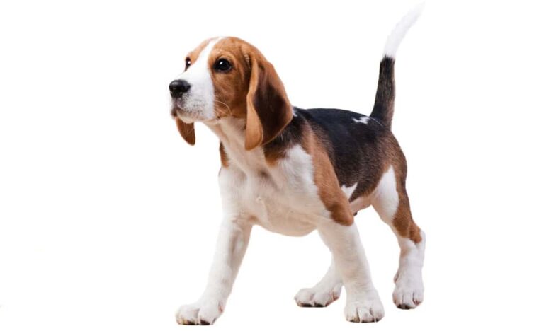 Beagle Wachstums- und Gewichtstabelle (männlich & weiblich)