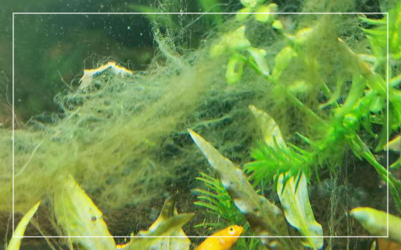 Braune Haaralgen im Süßwasseraquarium – Ursachen und Behandlung