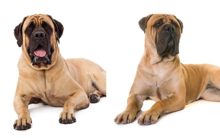 Bullmastiff VS English Mastiff: Die wichtigsten Unterschiede in Aussehen und Temperament