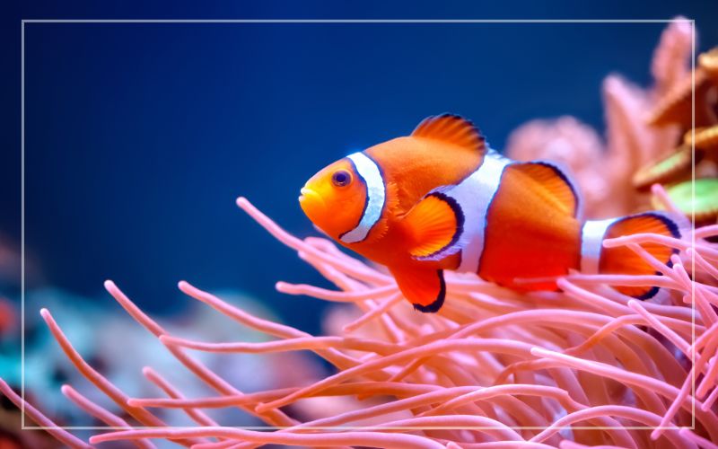 Wie helfen sich Clownfische und Anemonen gegenseitig?