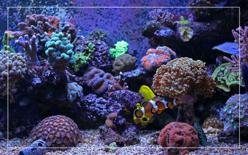 Clownfish Tank Setup – Anleitung für Anfänger
