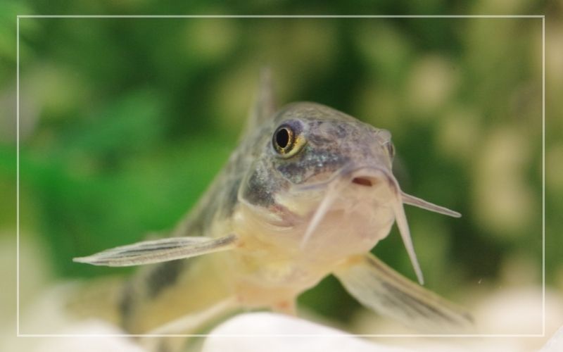 Cory Catfish Have Red Gills – Gründe & Lösungen