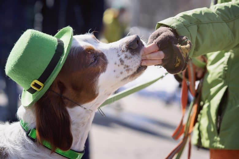 Ein Irish Setter Hund mit grünem Hut und Halsband