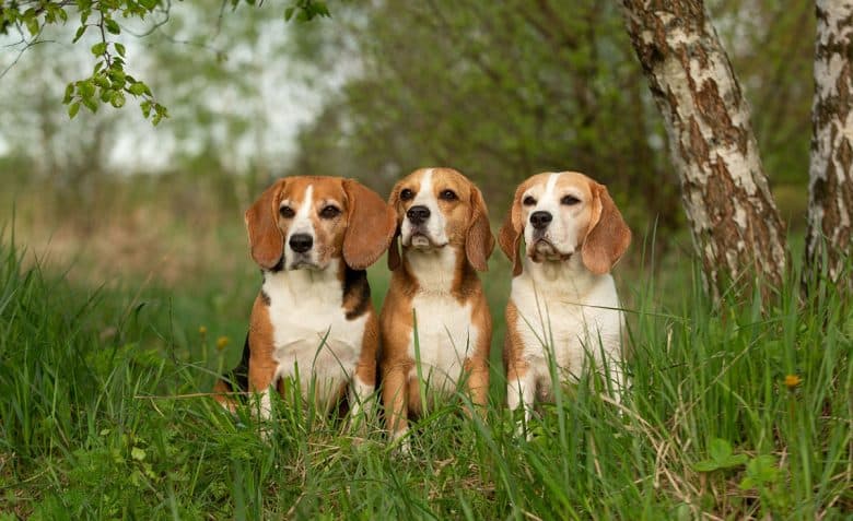 Drei Beagle-Hunde sitzen in der Natur