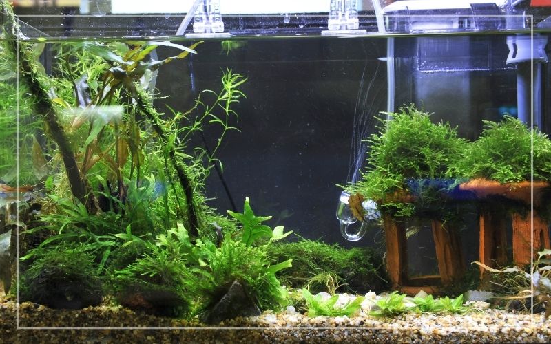 Do Aquatic Plants Need Oxygen?