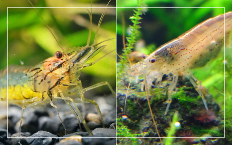 Ghost Shrimp vs Amano Shrimp – Was ist der Unterschied?