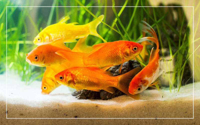Goldfische legen Eier – Zeichen & Verhalten