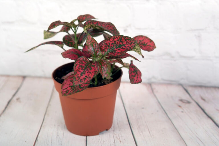 Zimmerpflanzen: Polka Dot Plant Care Guide