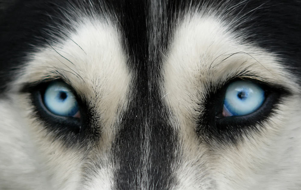 Close-up shot of Siberian Husky dog with blue eyes