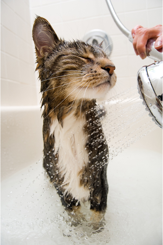 Tabby Katze unter der Dusche