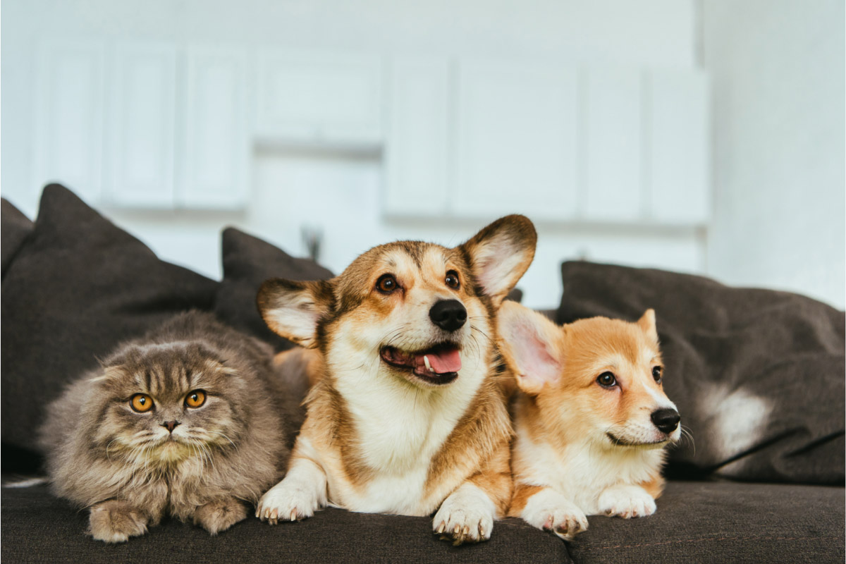 Corgis und Katzen auf der Couch
