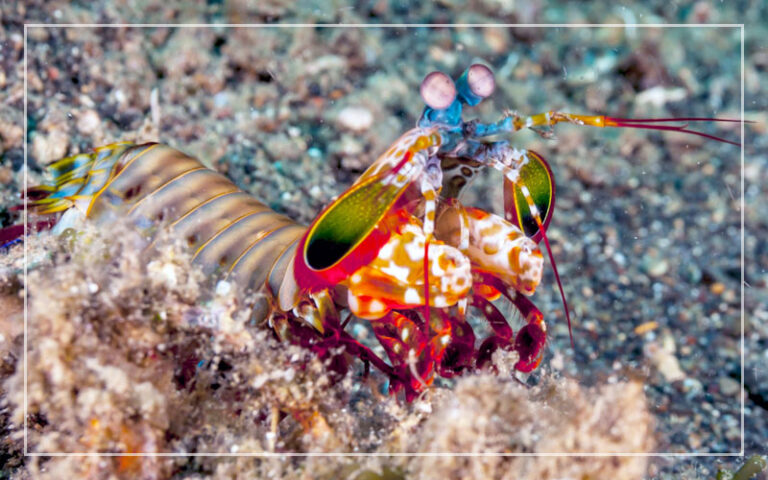 Mantis Shrimp Tank Mates – Alles, was Sie wissen müssen