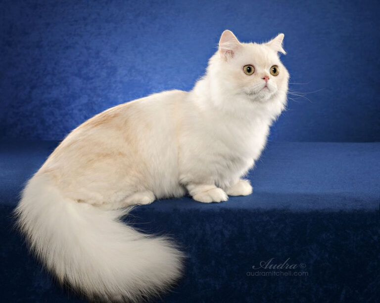 Napoleon Cat: 13 Dinge, die Sie über diese entzückende Katze wissen müssen