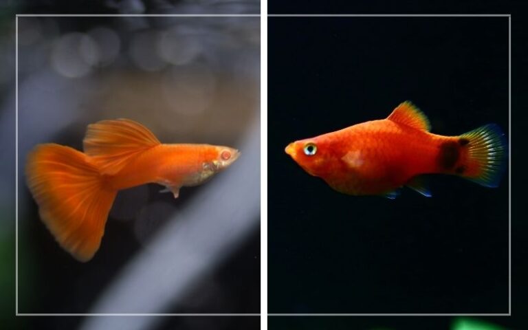 Platy Fish vs. Guppy Fish – Was ist der Unterschied?
