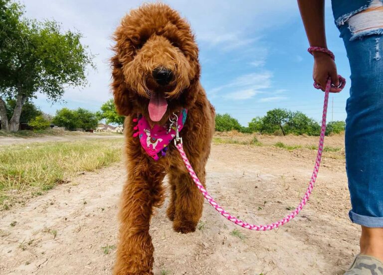 Red Goldendoodle Hunderasse: Bilder, Farben, Rinde, Eigenschaften und Ernährung