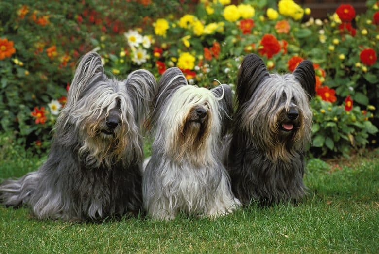 Drei Skye Terrier im Garten