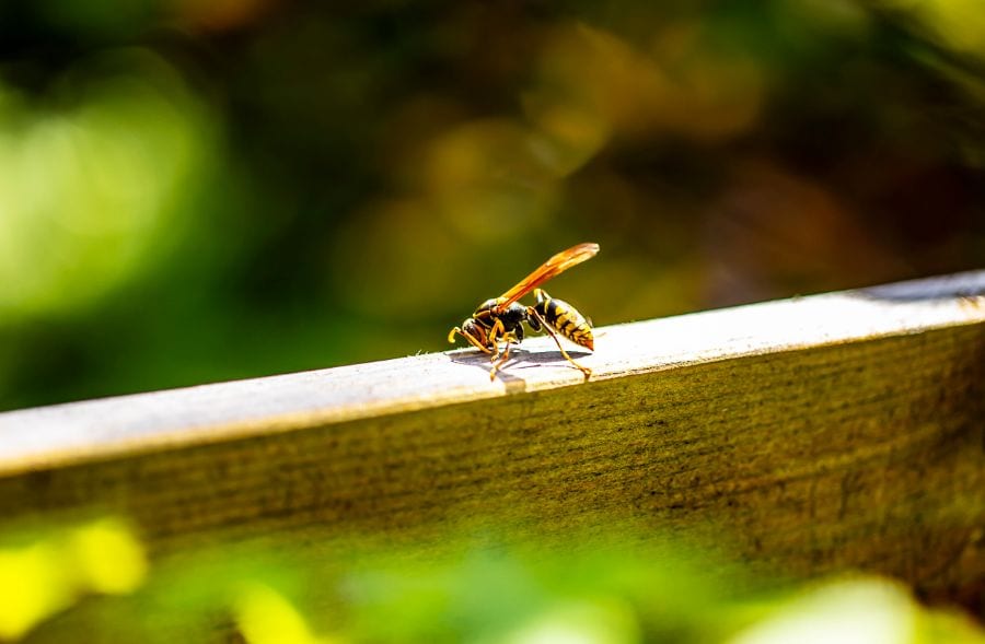 How to Keep Wasps Away From Your Patio (7 Simple Tips)