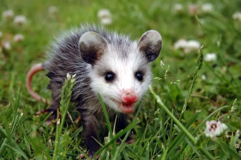 Spielen Baby-Opossums tot?